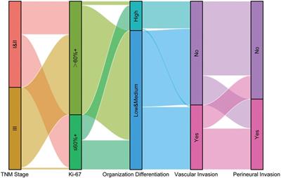 Association of clinical outcomes and the predictive value of T lymphocyte subsets within colorectal cancer patients